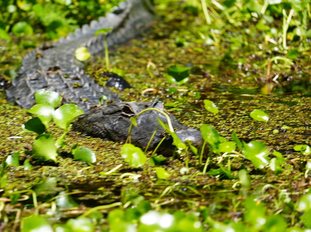 Airboat And Gator Charters景点图片
