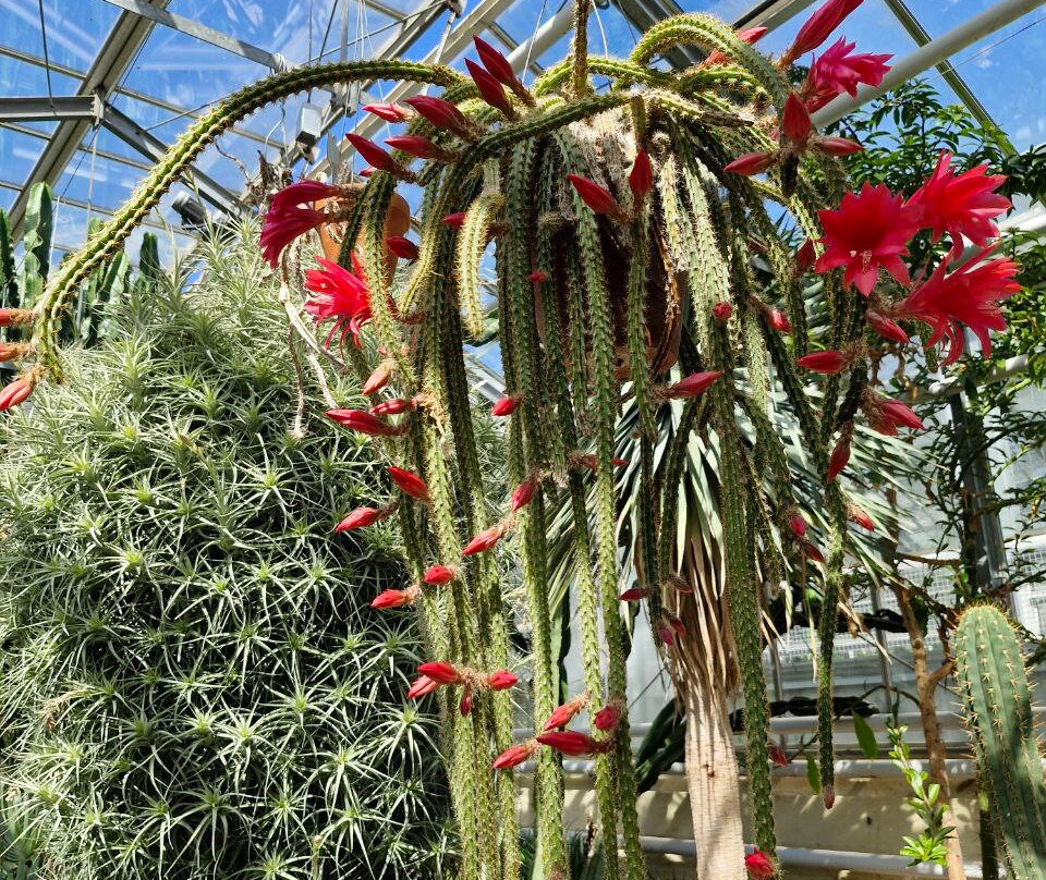 Botanischer Garten der Technischen Universitat Braunschweig-布伦瑞克必去景点