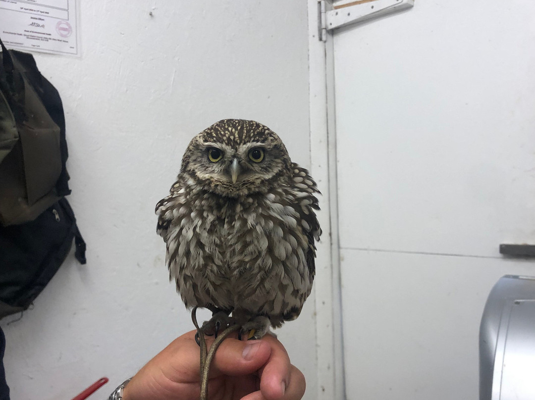 The Falconry School-格洛斯特必去景点