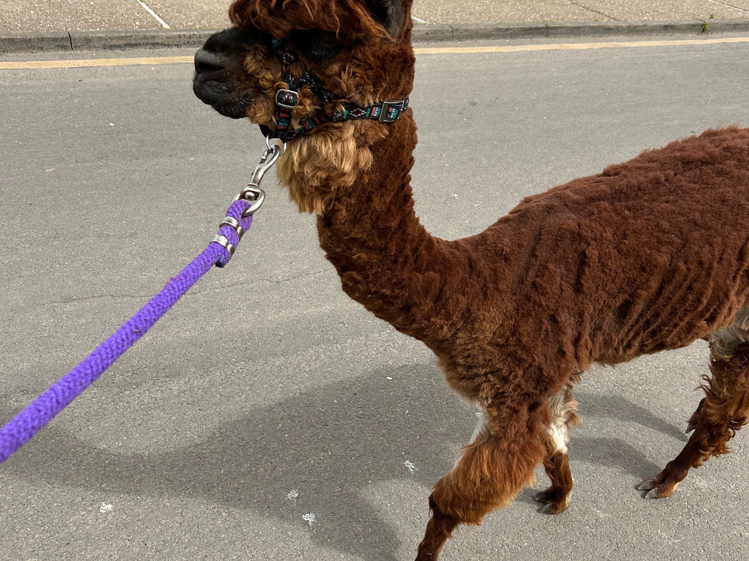 Alpaca Trekking-Wells-next-the-Sea必去景点