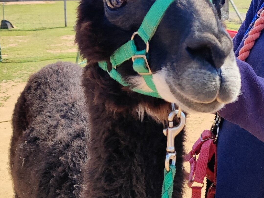 Severn Valley Alpacas-Bridgnorth必去景点
