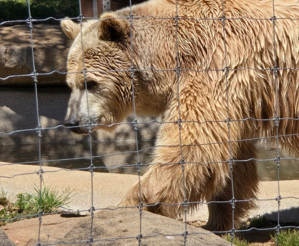 Lions, Tigers & Bears-Alpine必去景点