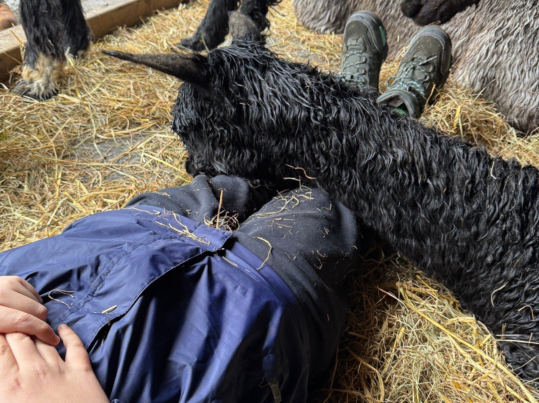 Lydford Gorge Alpacas景点图片