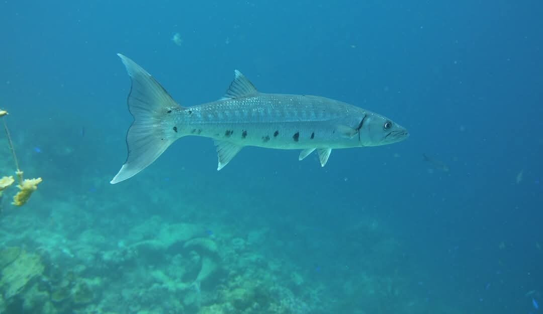 Sea Cow Snorkeling Bonaire-Kralendijk必去景点