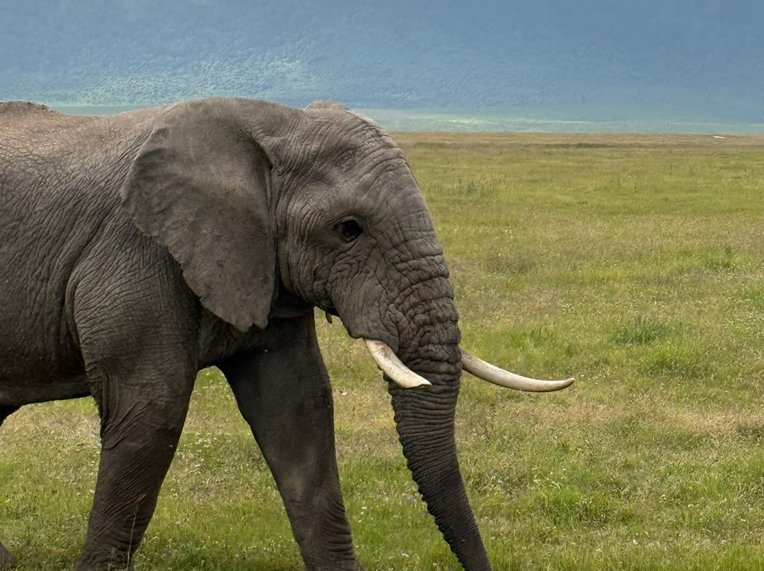 Mnyalu Safaris-阿鲁沙必去景点