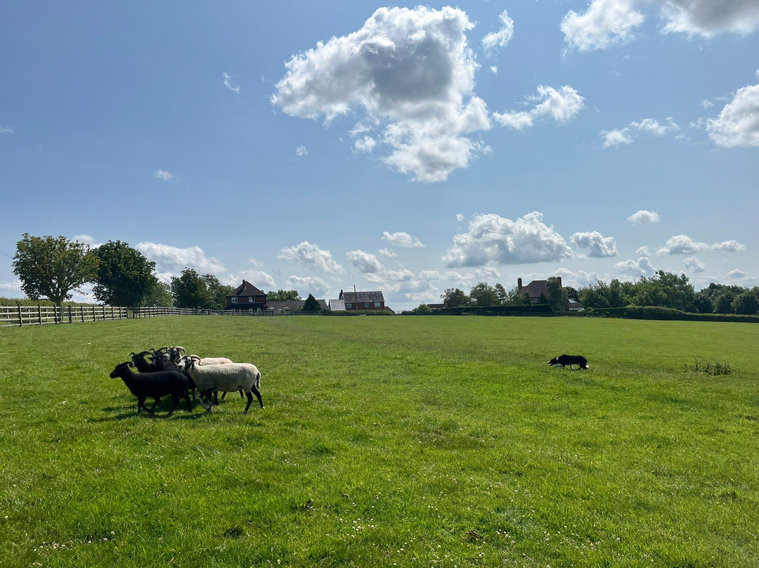 Nij Vyas Sheepdog Experience-East Norton必去景点