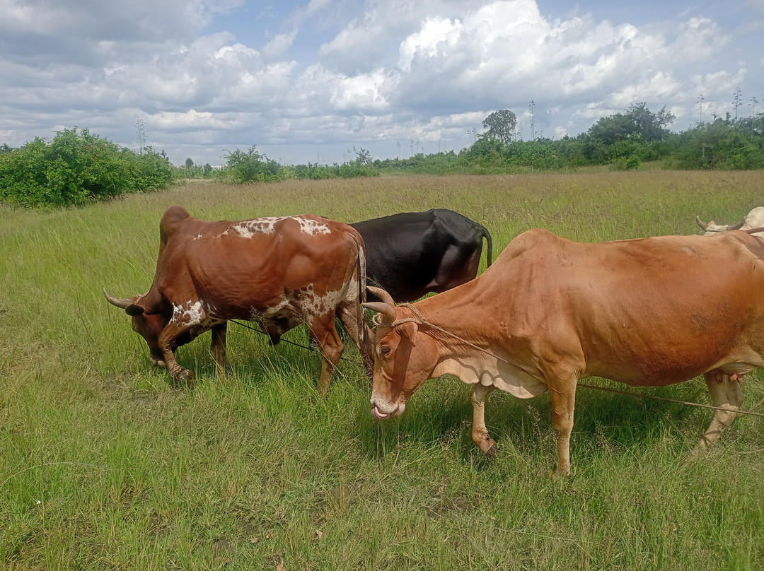 Ibencho By Oluokos-Migori必去景点