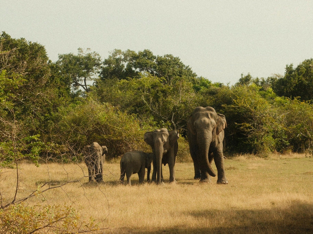 Ceylon Safari Tours-蒂瑟默哈拉默必去景点