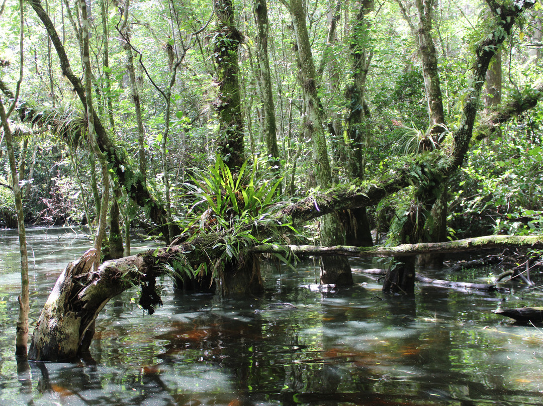 Clyde Butcher's Big Cypress Gallery-奥乔皮必去景点