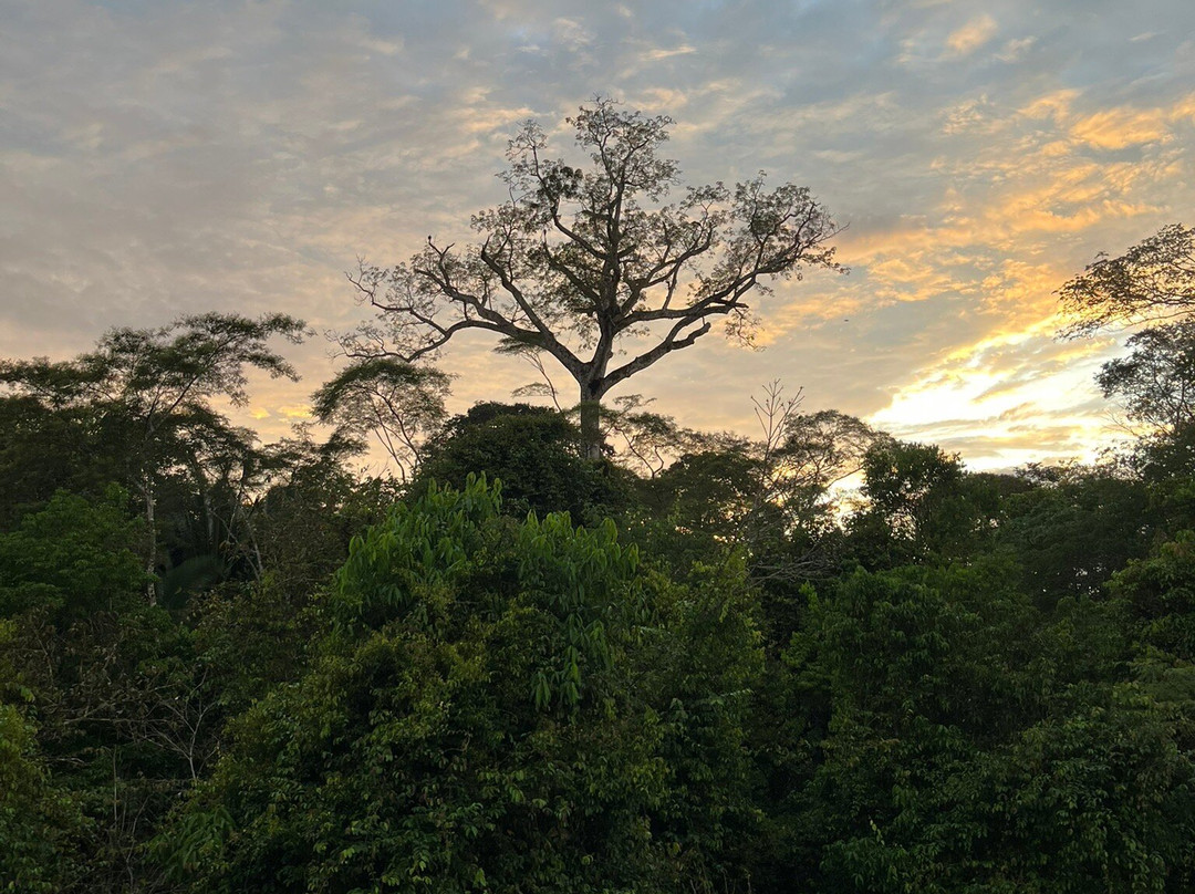 Amazon Green Tours-玛瑙斯必去景点
