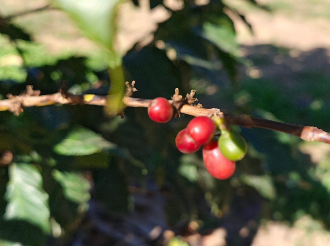 Do Genoma a Xicara-Espirito Santo Do Pinhal必去景点