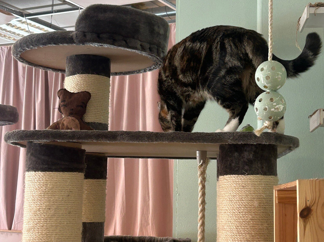 Finduzz CatCafe-延雪平必去景点