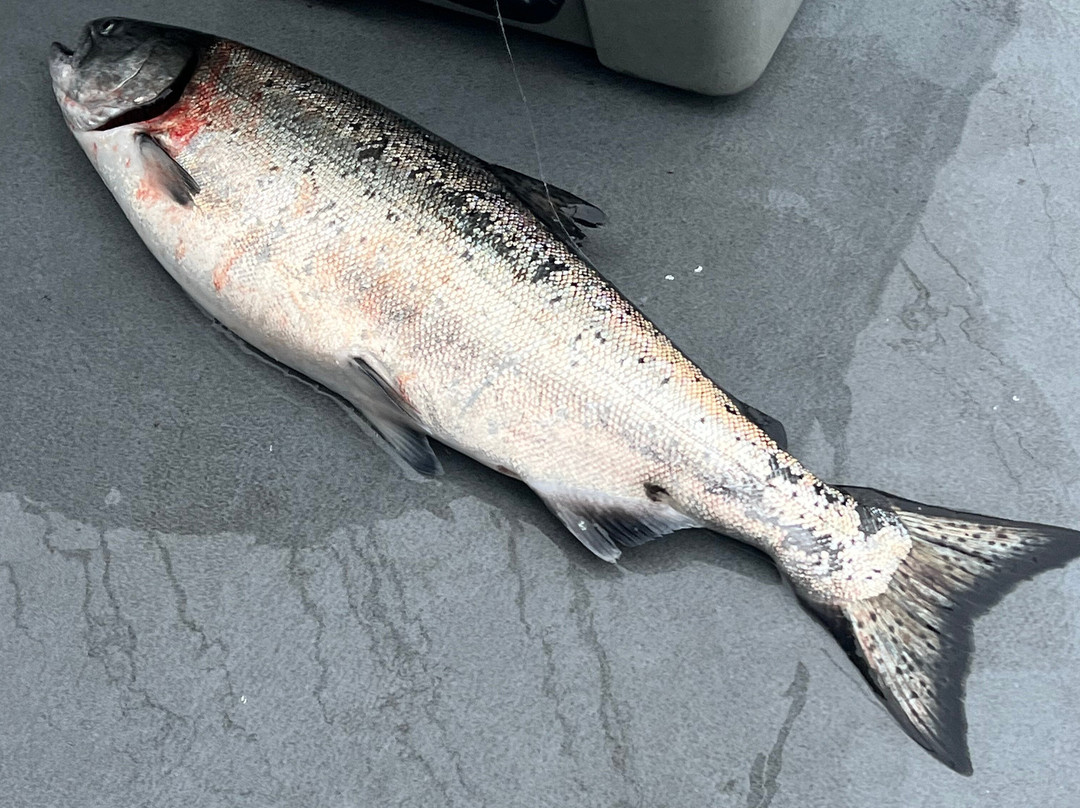 Tornado Fishing Charters-Westport必去景点