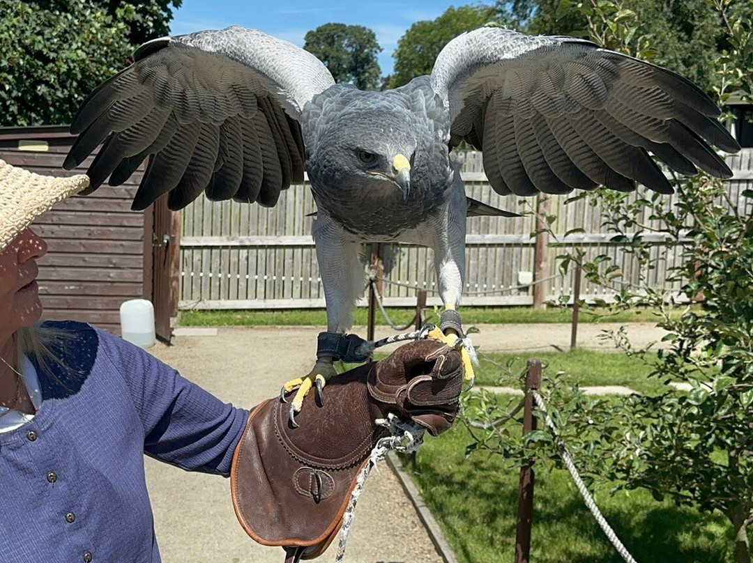 Hawkeye School of Falconry-基尔肯尼必去景点