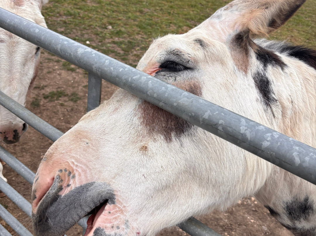 Radcliffe Donkey Sanctuary-Huttoft必去景点