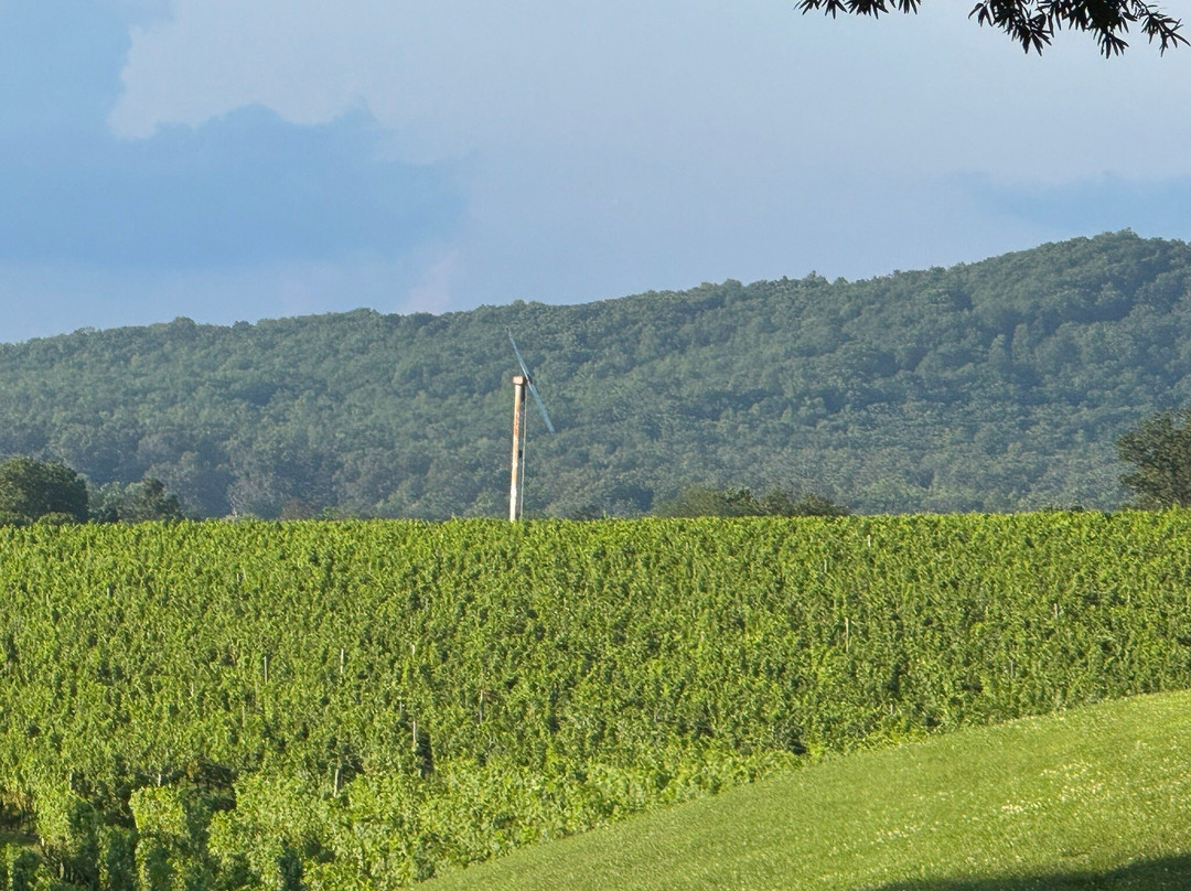 Barboursville Vineyards and Historic Ruins-Barboursville必去景点