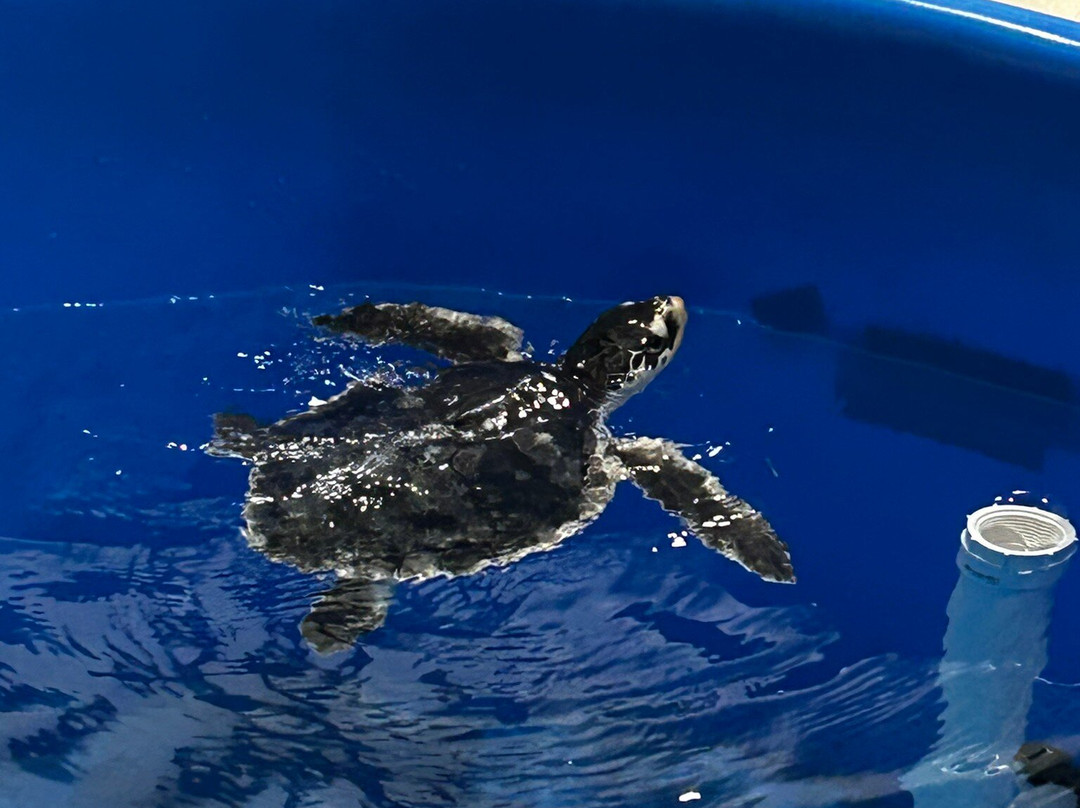 The Karen Beasley Sea Turtle Rescue and Rehabilitation Center-Surf City必去景点