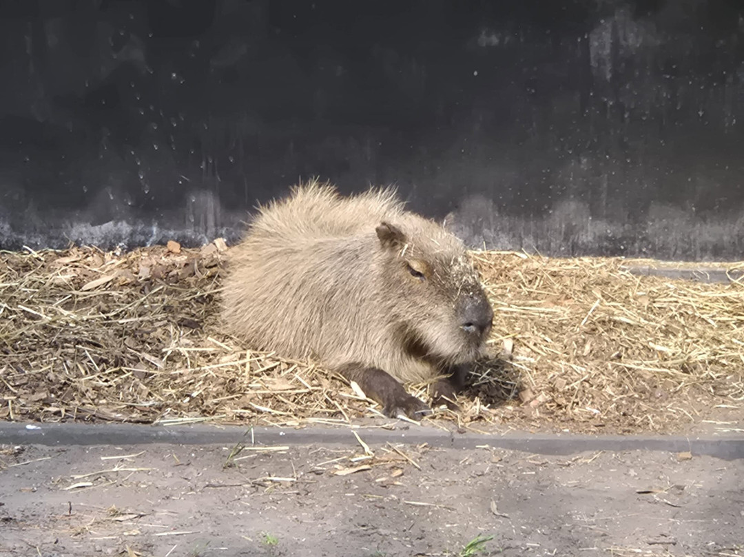 Zooparc Overloon-Overloon必去景点