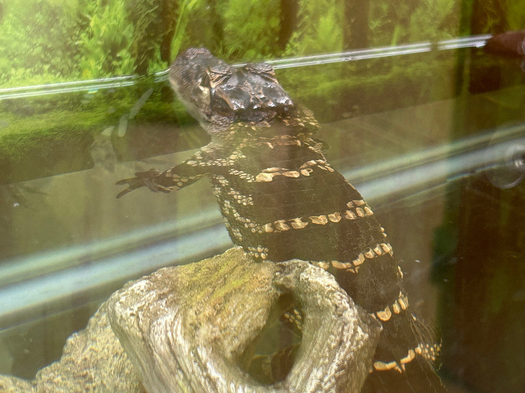 Oatland Island Wildlife Center-萨凡纳必去景点