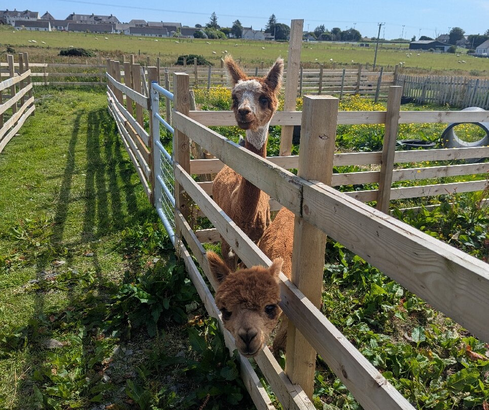 Caithness Animal Farm Park-Lybster必去景点