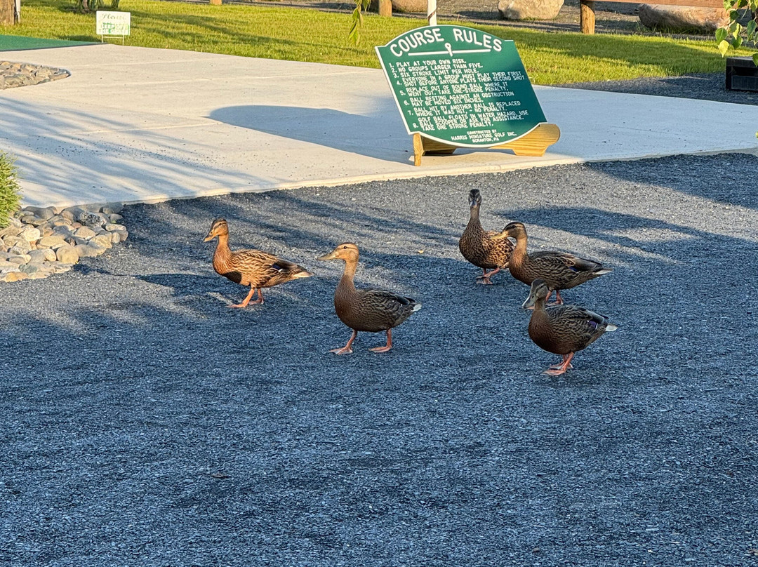 Moosehead Mini Golf & Snack Shack-Shirley Mills必去景点
