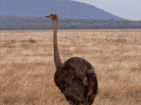 Callimero Safari-马林地必去景点