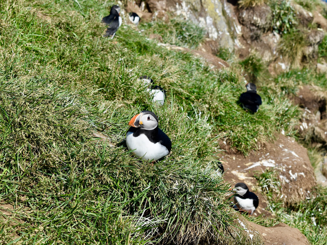 Borgarfjaroarhofn-Borgarfjordur Eystri必去景点