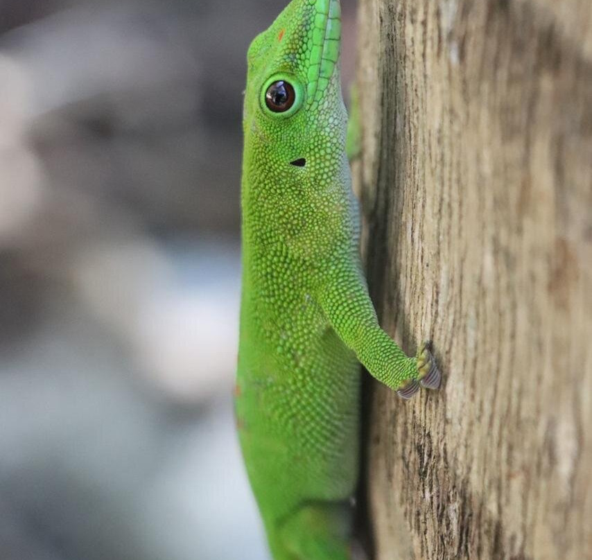 Nosy Be Promenade Private Day Tours-Ambatoloaka必去景点
