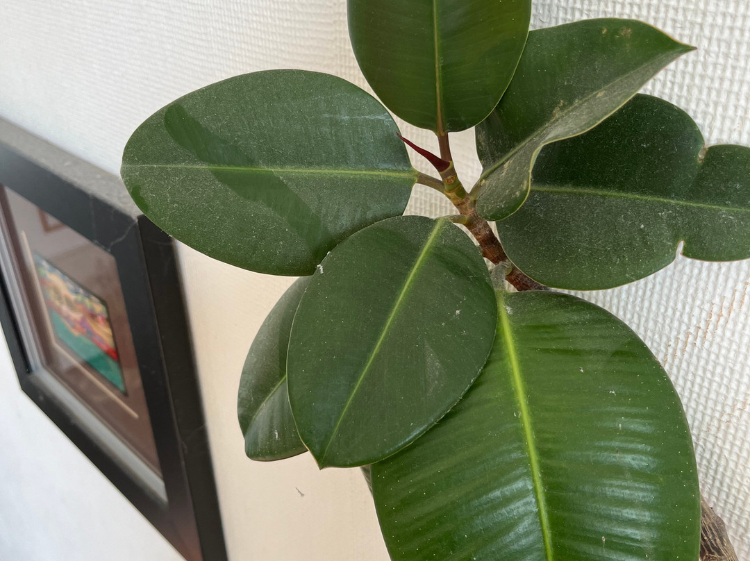 Hotel Harsshof主图