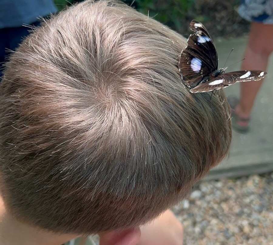 Butterfly Gardens @ Middleton Common Farm-Westmeston必去景点