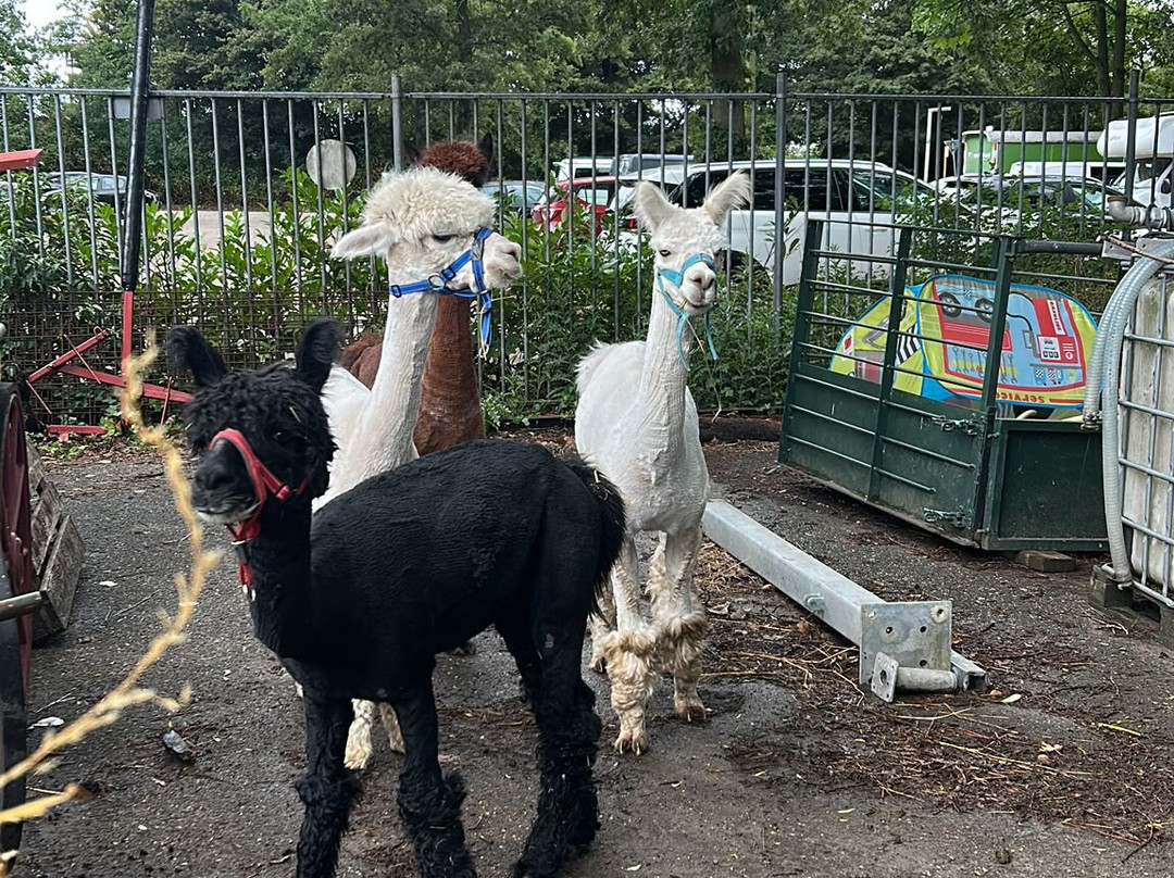 Wandelen met alpaca's-Delfgauw必去景点