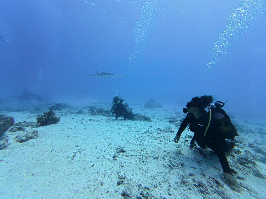 Maupiti Diving-Maupiti Island必去景点