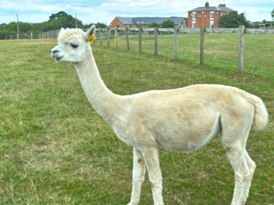 Clivewood Alpacas-什鲁斯伯里必去景点
