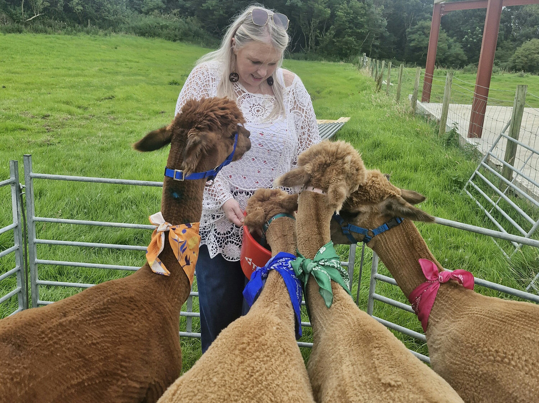 North Coast Alpacas-科尔雷恩必去景点
