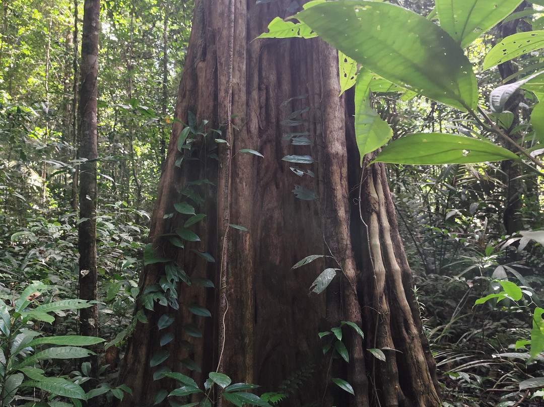Camp Canopée-Kourou必去景点