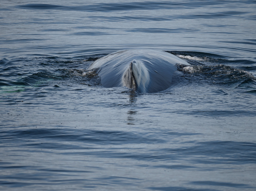 Borea Adventures-伊萨菲厄泽必去景点