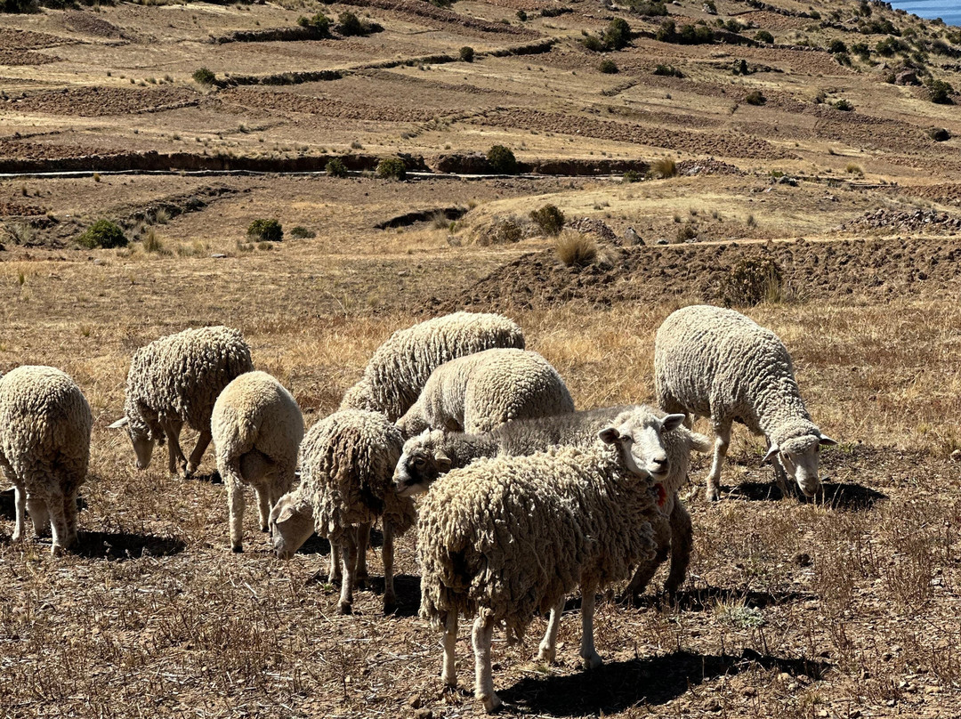 Asturs Peru-Capachica必去景点