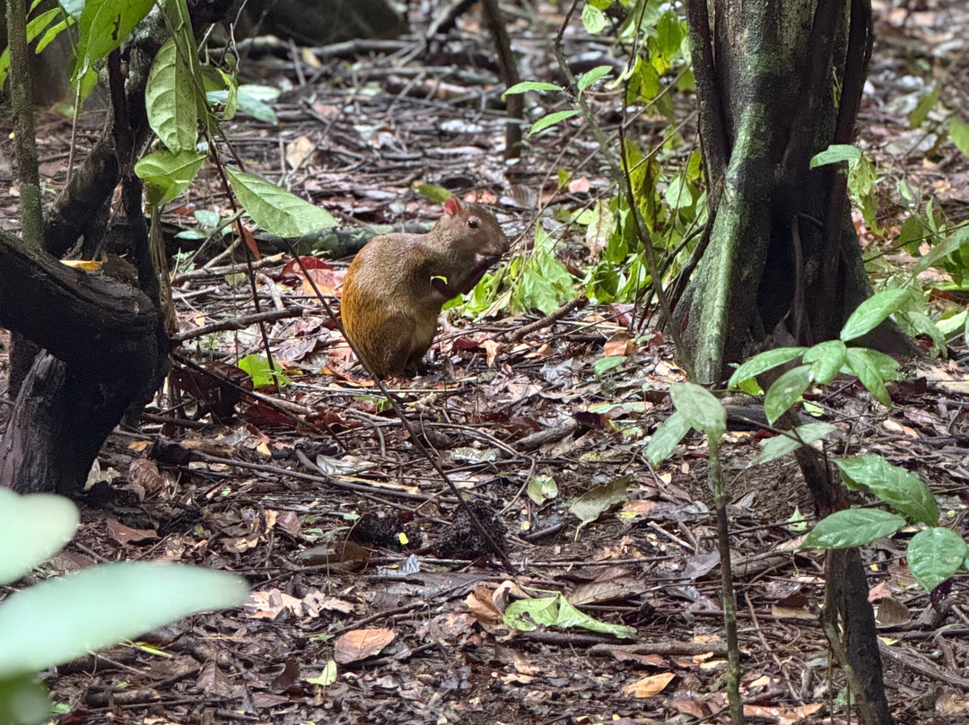 Osa Green Travel-希门尼斯港必去景点