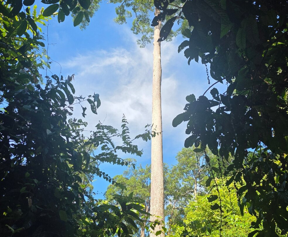 Sepilok Orangutan Rehabilitation Centre-山打根必去景点