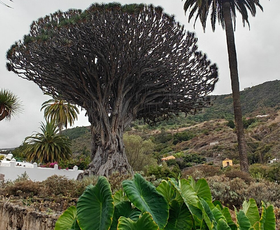 El Drago Milenario-伊科德洛斯维诺斯必去景点