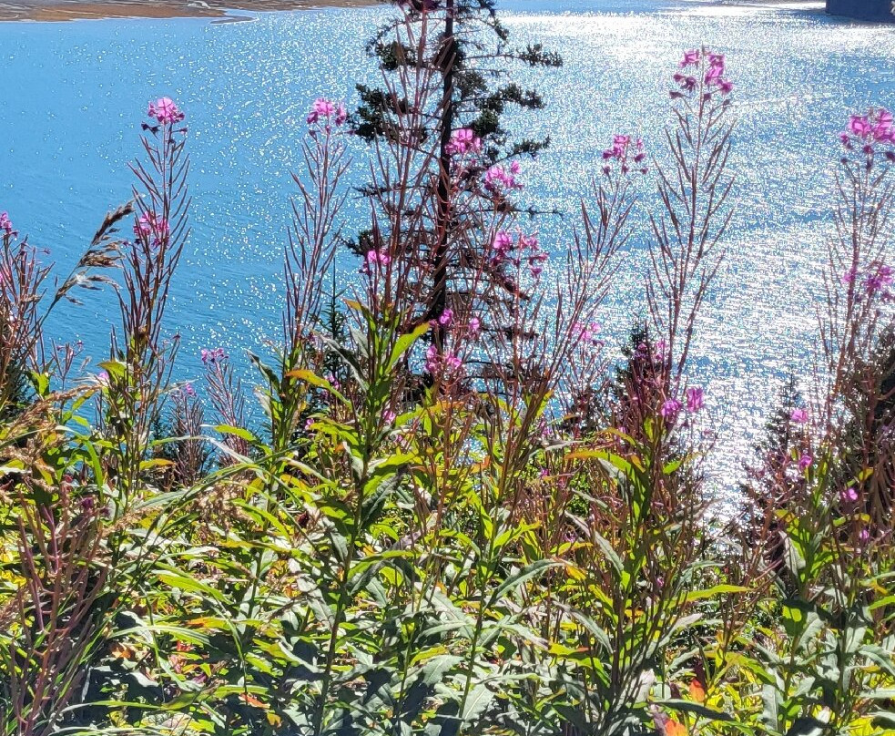 49North Alaskan Adventures-荷马必去景点