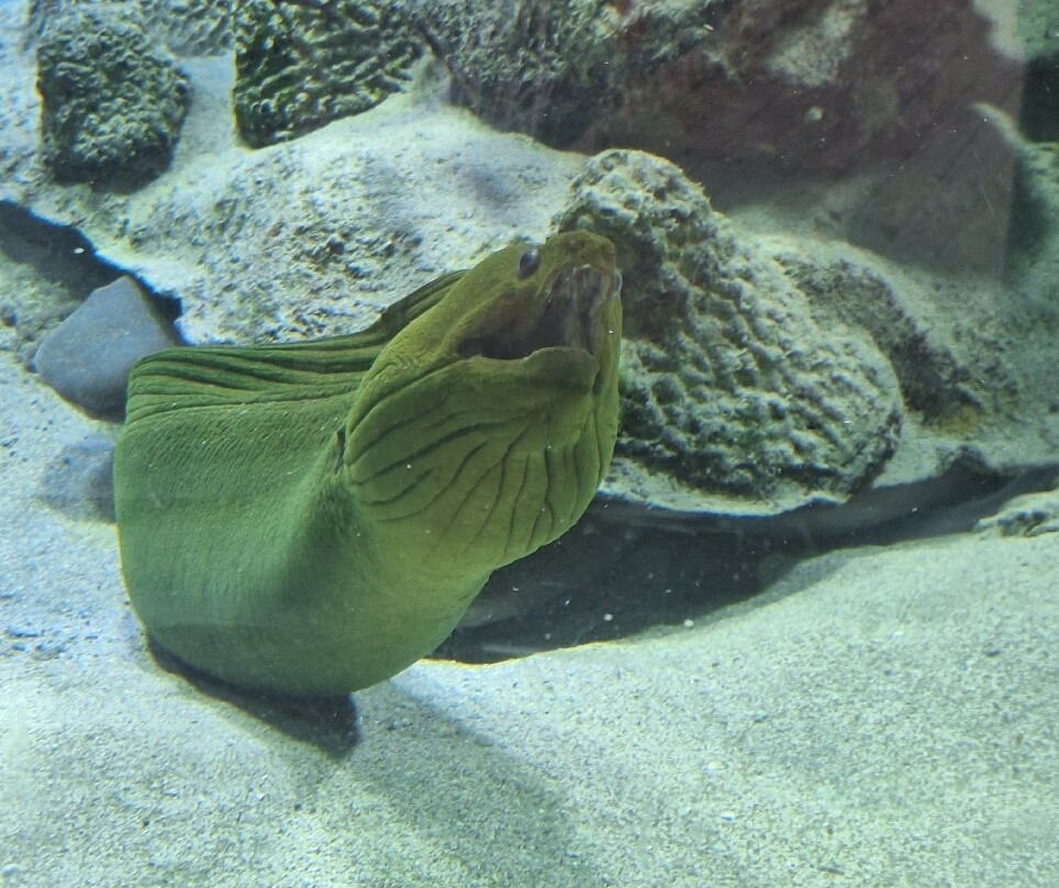 Rodadero Sea Aquarium and Museum-圣玛尔塔必去景点