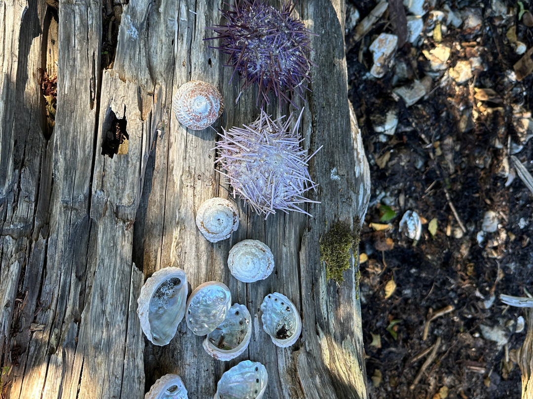 Sea Kayak Haida Gwaii - Butterfly Tours-Moresby Island必去景点
