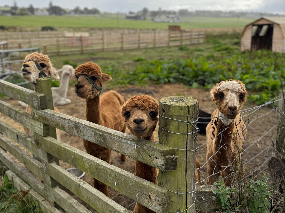 Caithness Animal Farm Park-Lybster必去景点