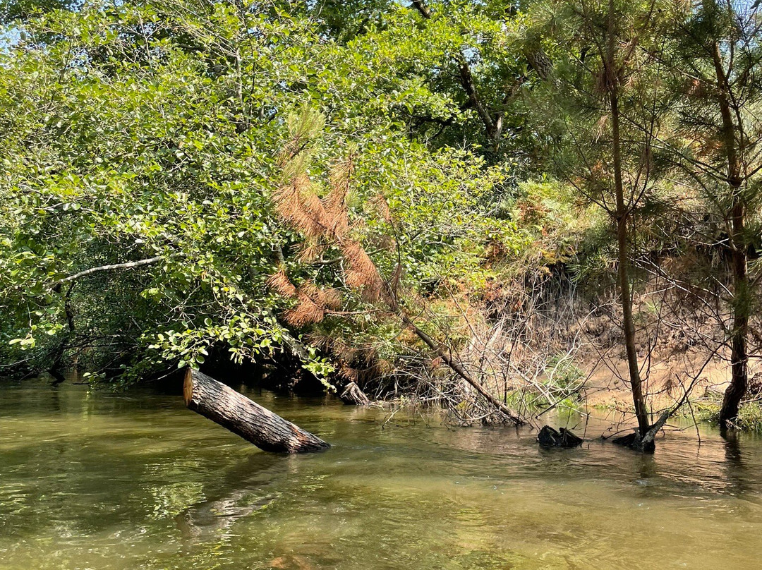 Les Bâteliers Du Courant D'huchet-Leon必去景点