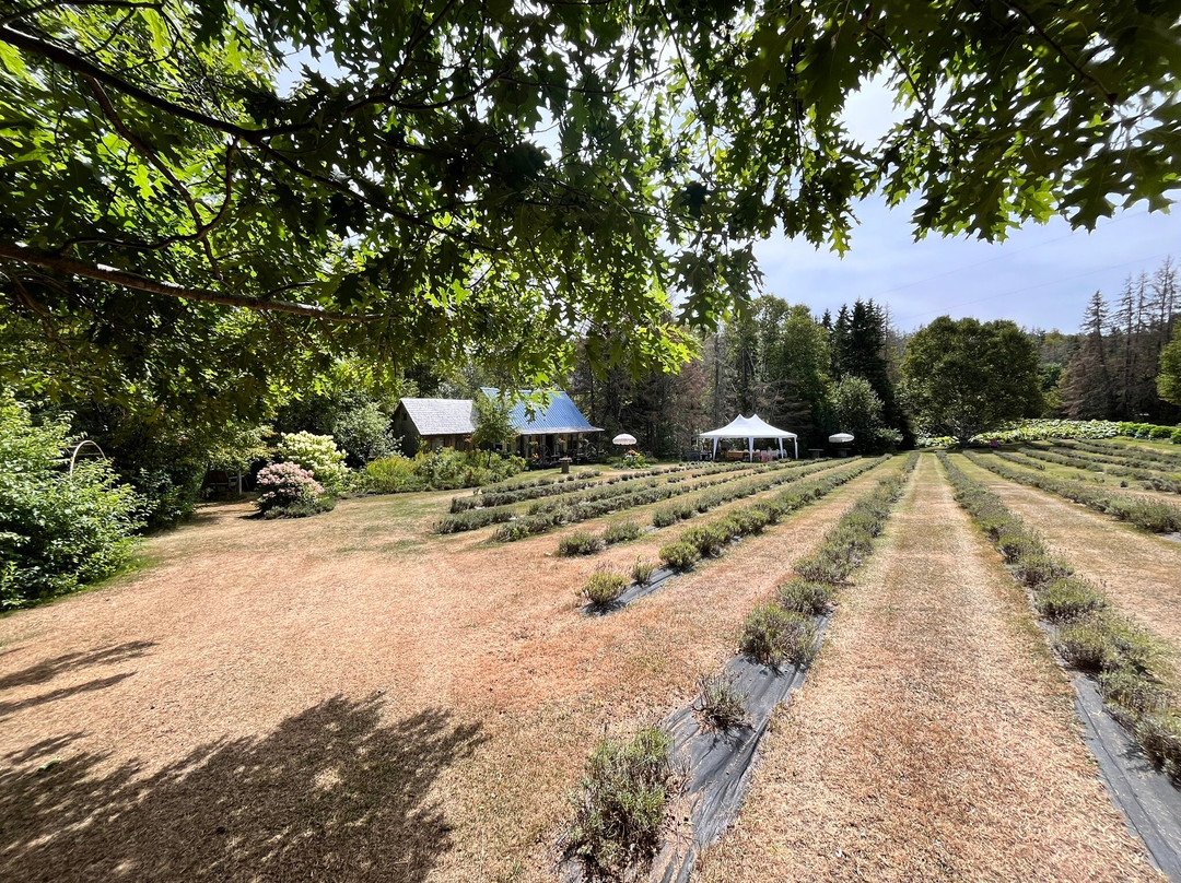 Island Lavender Distillery