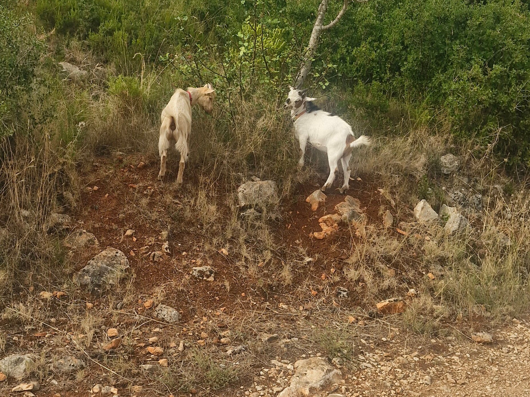 Euro Goat Trekkers-Tarbena必去景点
