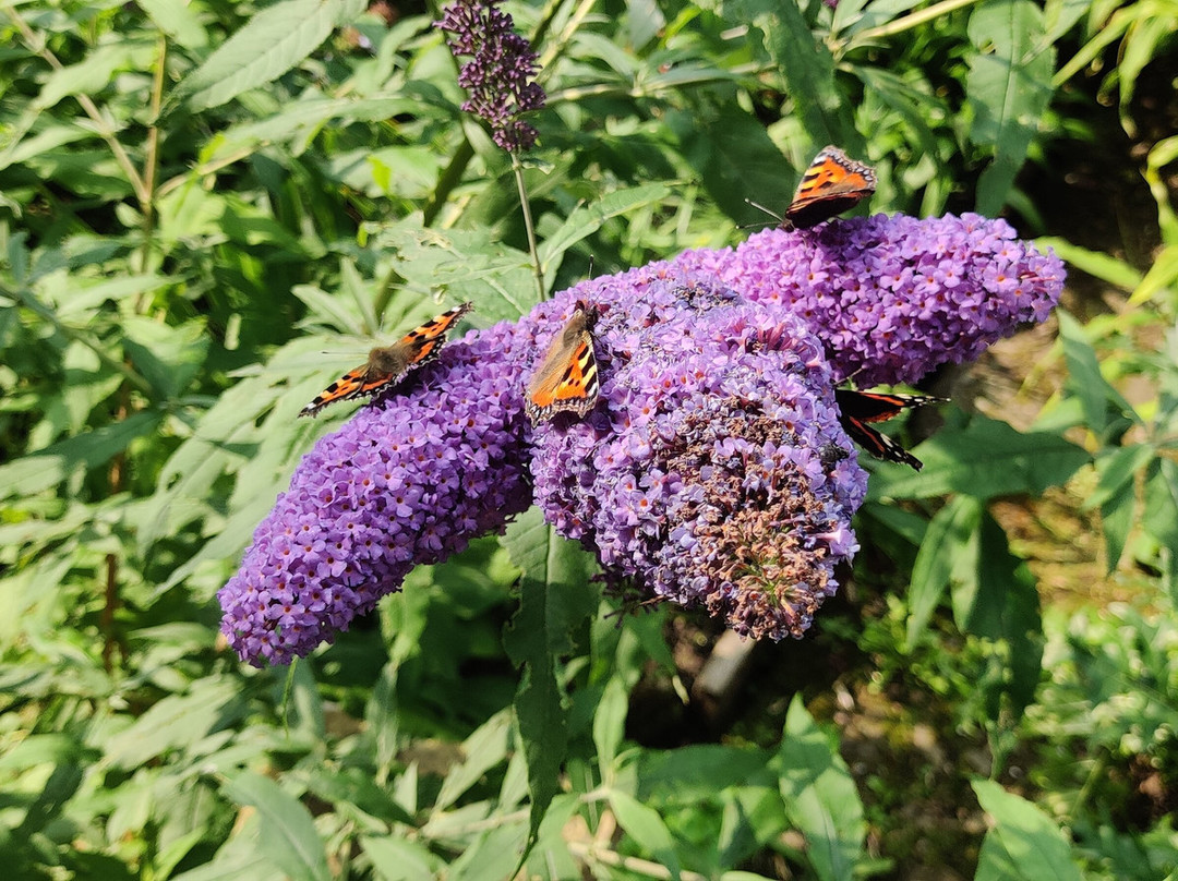 Salthill Garden-Mountcharles必去景点
