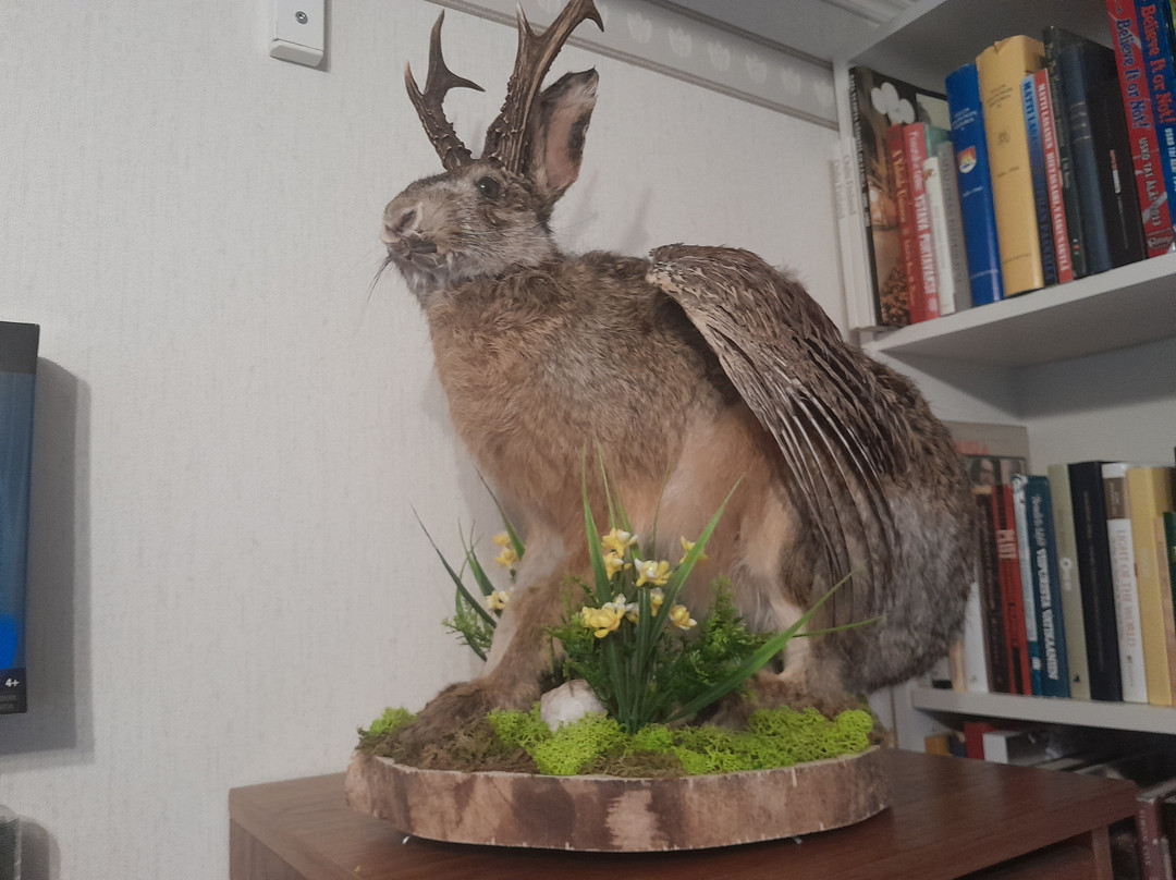 Kummallisuuksien museo-奥卢必去景点