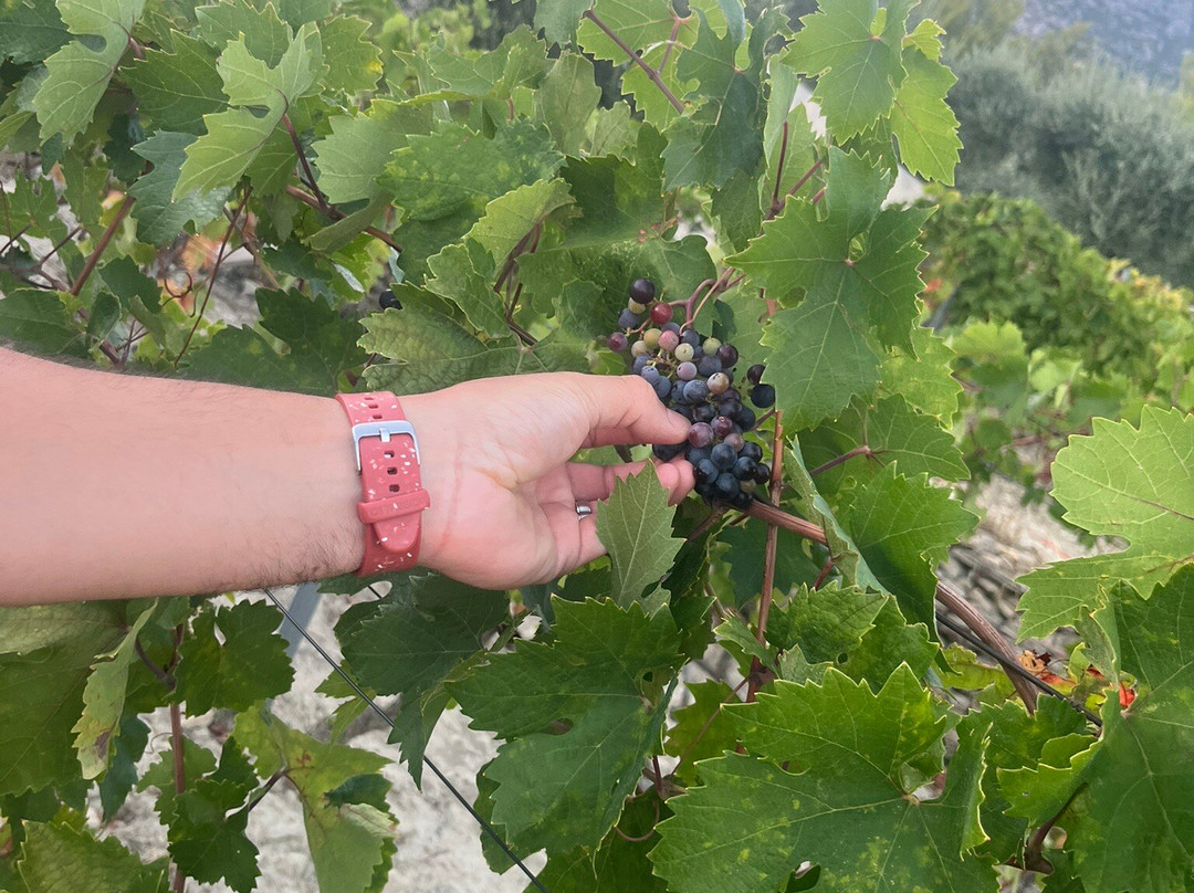 Putalj Wine-斯普利特必去景点